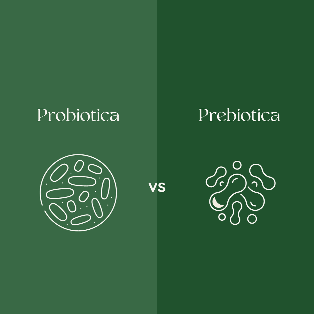 Het belang van prebiotica en probiotica voor gezonde darmen